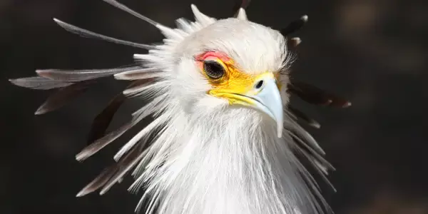 조류계의 아이돌.jpg