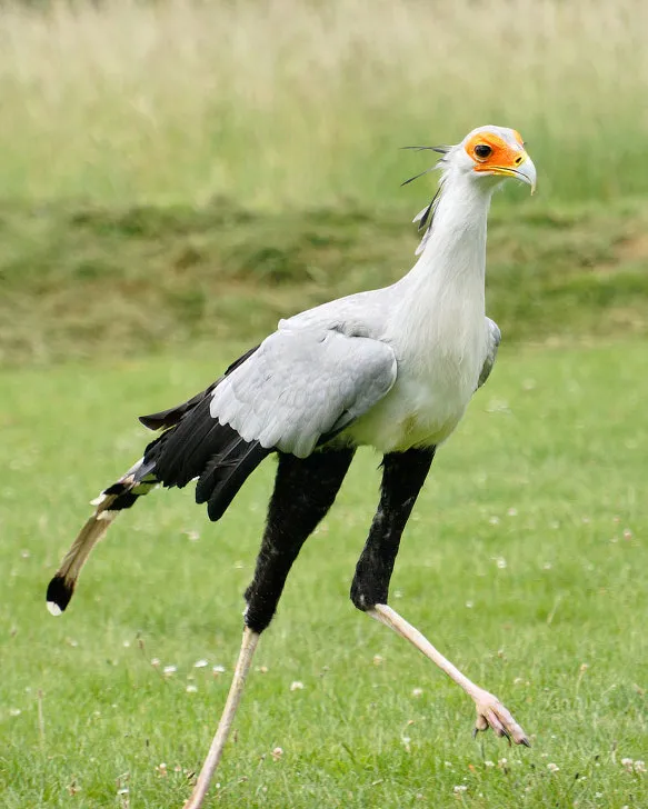 조류계의 아이돌.jpg