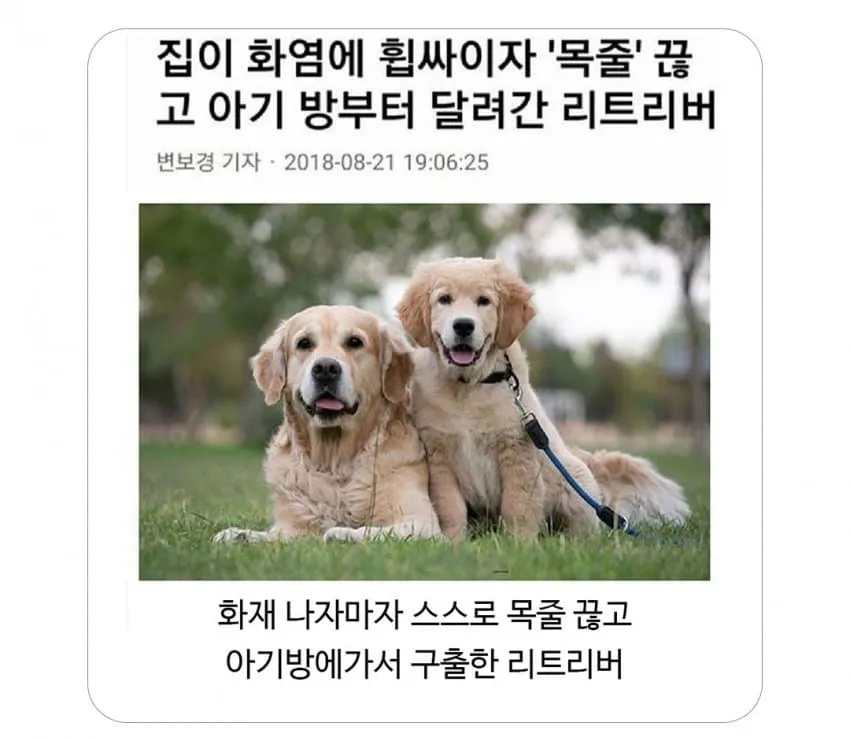 집 화재 났을때 애완동물 반응