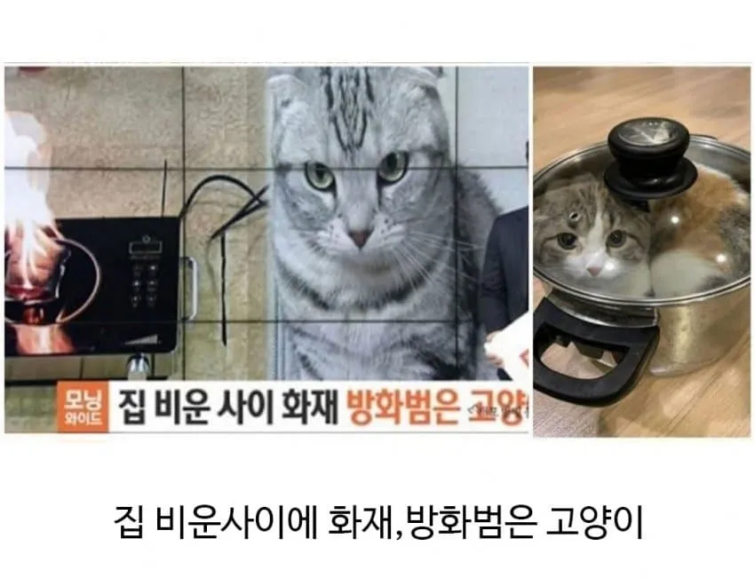 집 화재 났을때 애완동물 반응