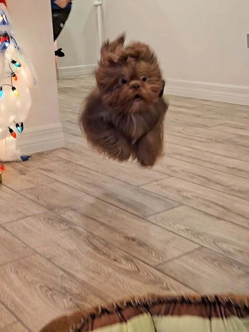 강아지 순간 포착 사진