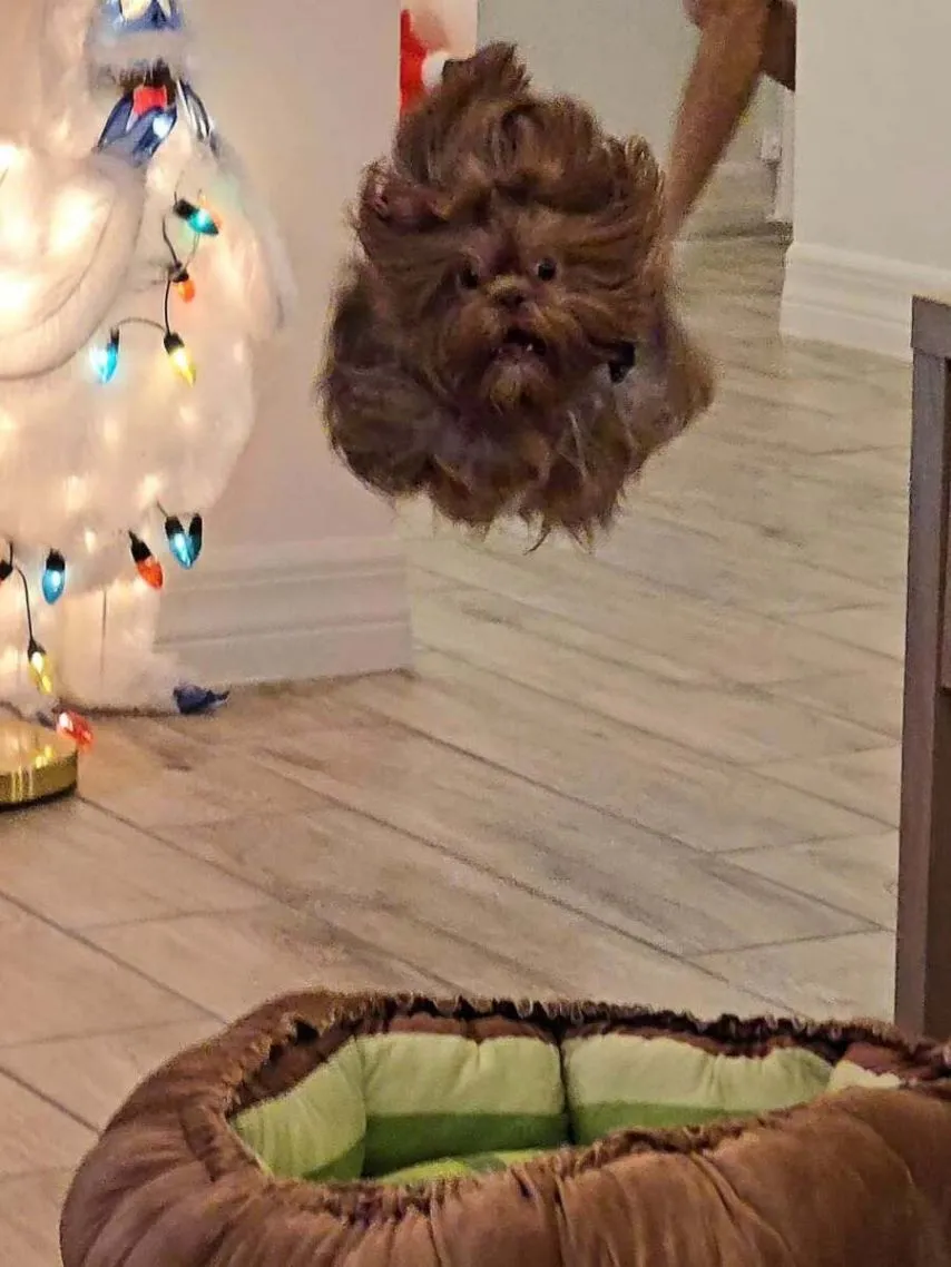 강아지 순간 포착 사진