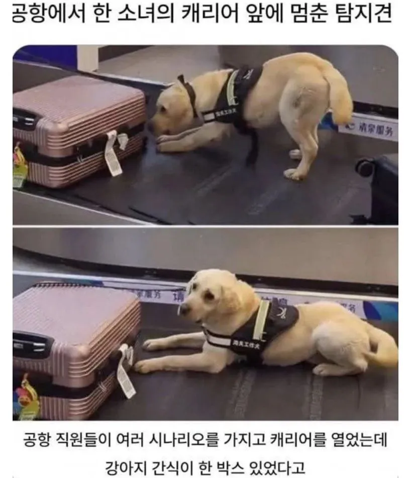 마약탐지견에 발견된 캐리어