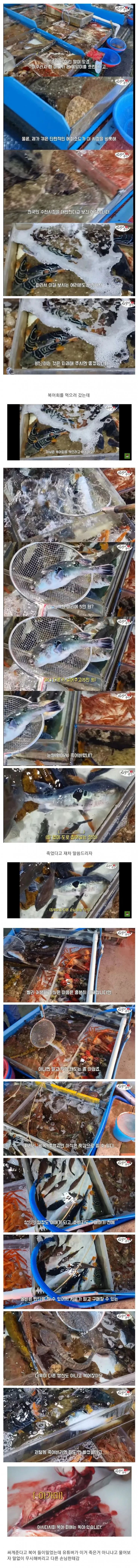죽은 복어를 횟감으로 팔려다 걸린 상인