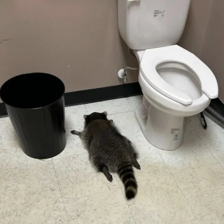 미국 한 화장실에서 발견된 주류매장 침입 용의자