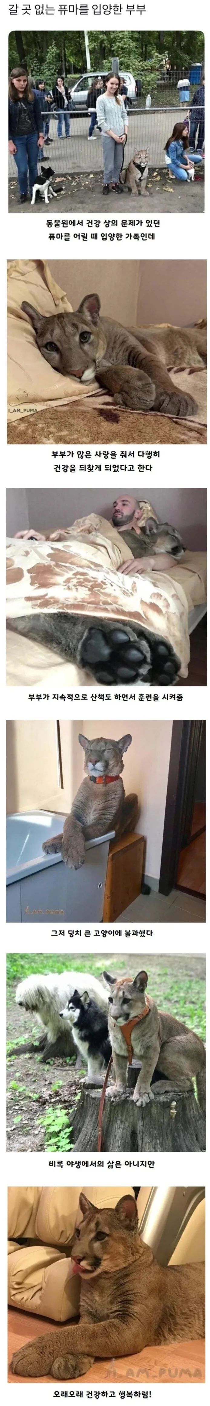 갈 곳 없는 퓨마를 입양한 부부
