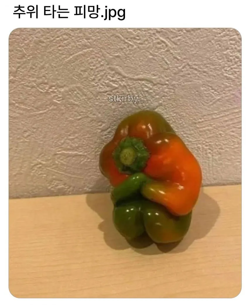 추위 타는 피망