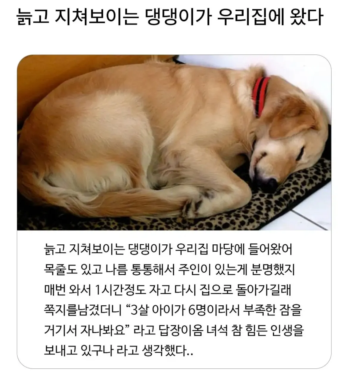 옆집 댕댕이가 자꾸 찾아오는 이유..