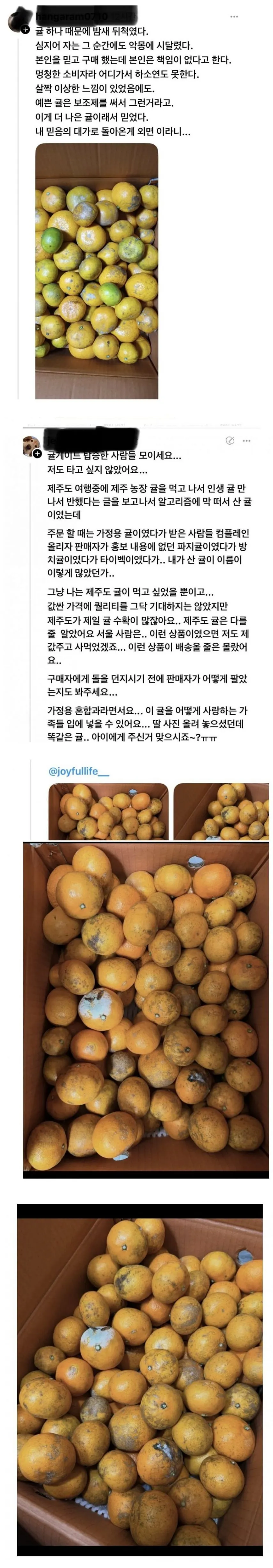 현재 스레드 이슈인 귤 상태 .jpg