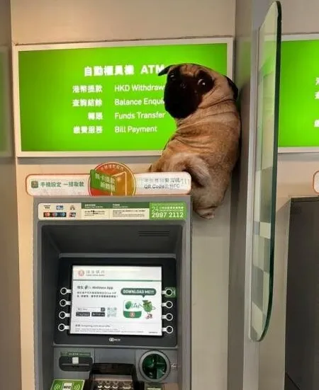 아니 누가 개를 은행에 놔두고 갔어?