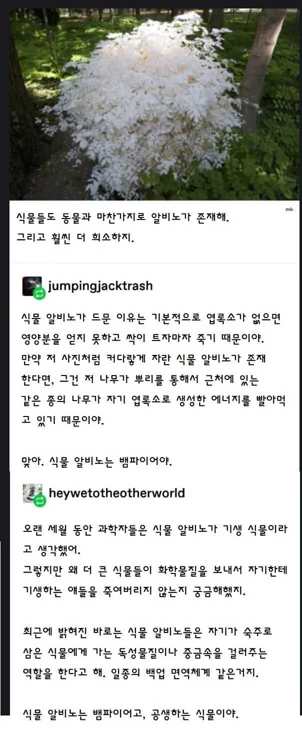 의외로 식물도 알비노가 존재한다.jpg