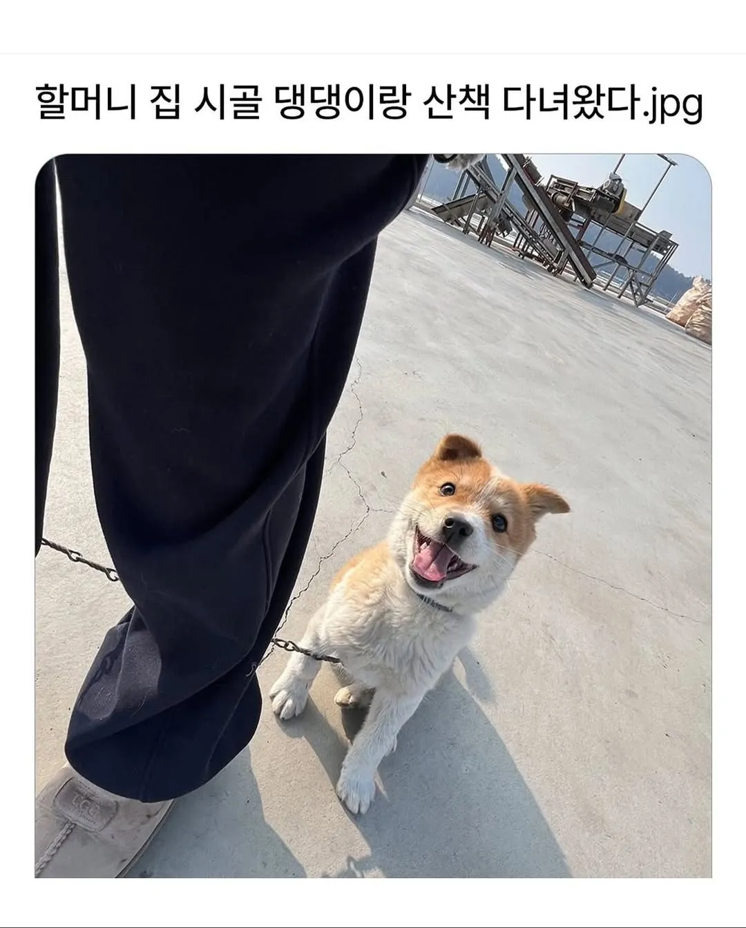 할머니집 시골 강아지랑 산책가기.jpg