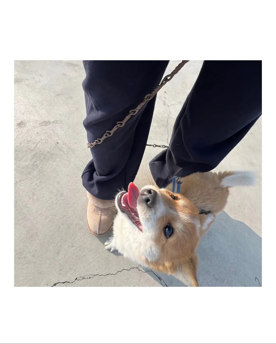 할머니집 시골 강아지랑 산책가기.jpg