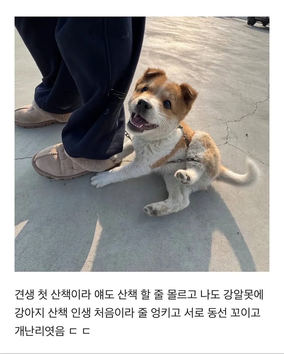 할머니집 시골 강아지랑 산책가기.jpg
