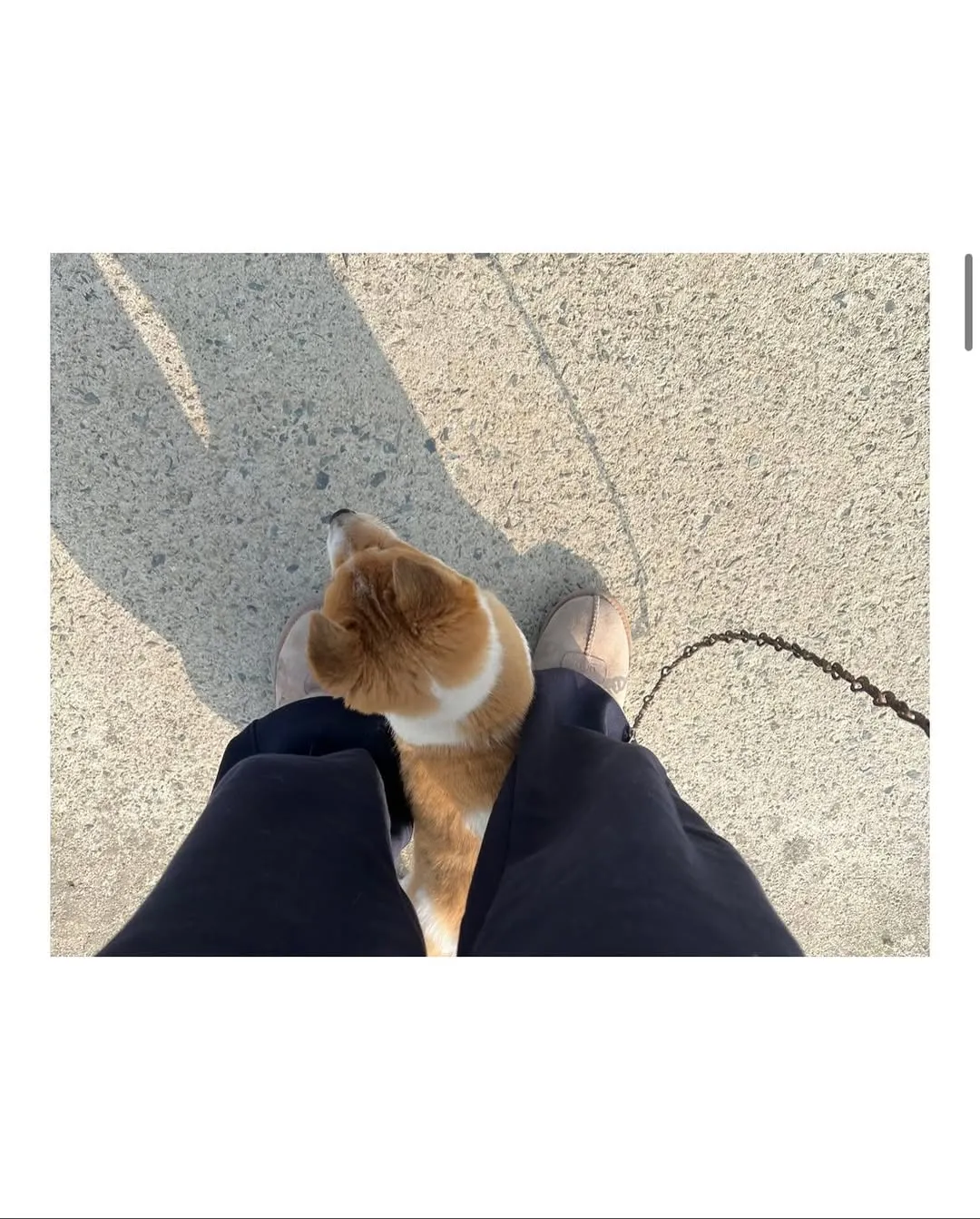 할머니집 시골 강아지랑 산책가기.jpg