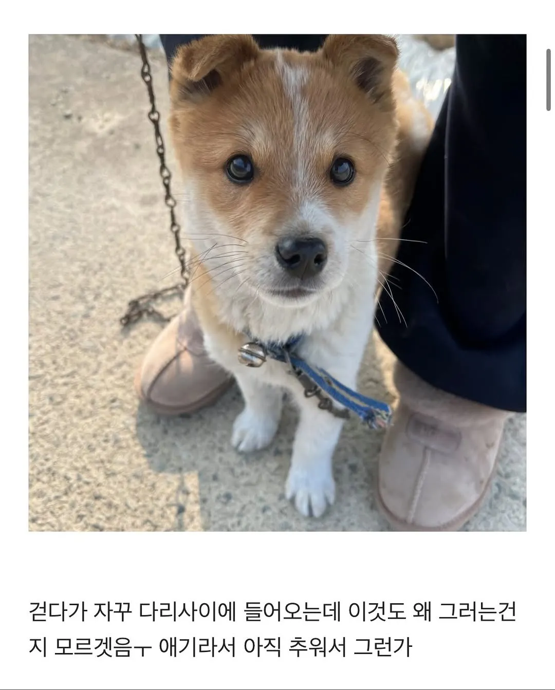 할머니집 시골 강아지랑 산책가기.jpg