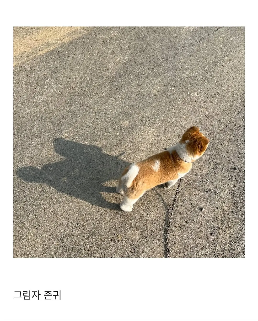 할머니집 시골 강아지랑 산책가기.jpg