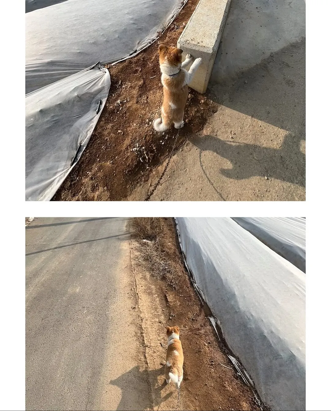 할머니집 시골 강아지랑 산책가기.jpg