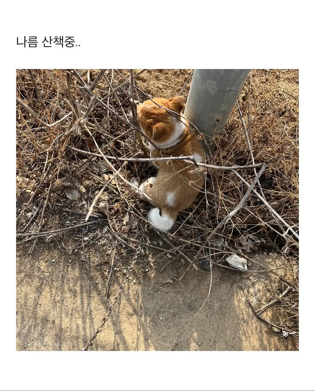 할머니집 시골 강아지랑 산책가기.jpg