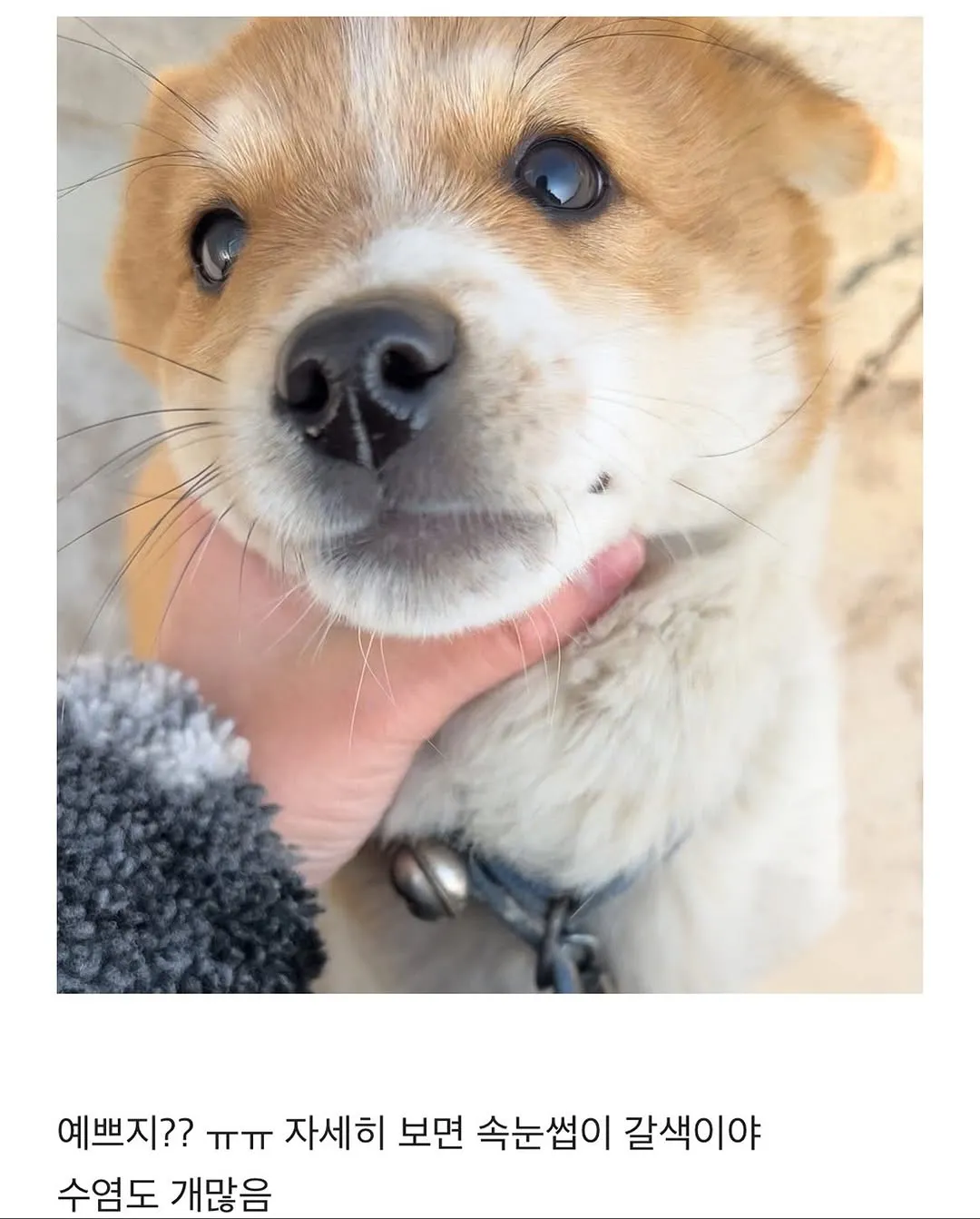 할머니집 시골 강아지랑 산책가기.jpg