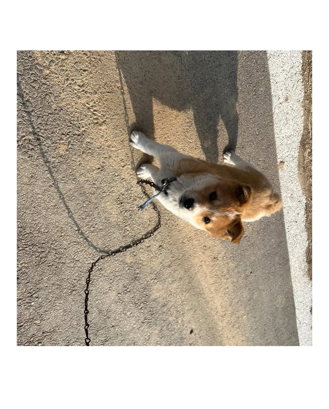 할머니집 시골 강아지랑 산책가기.jpg