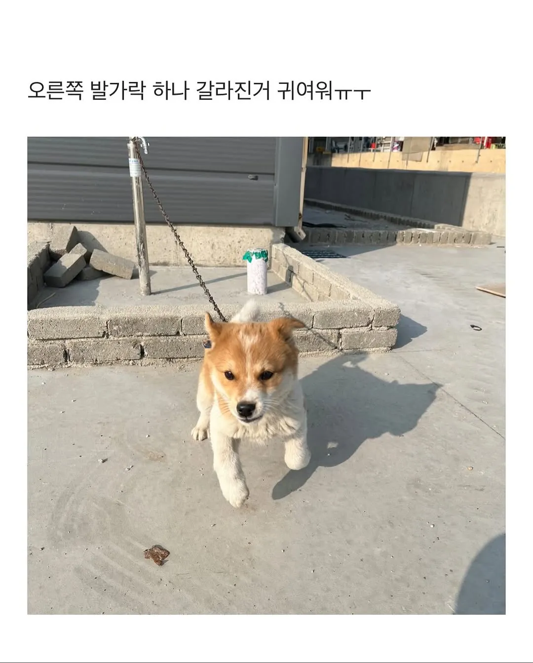 할머니집 시골 강아지랑 산책가기.jpg