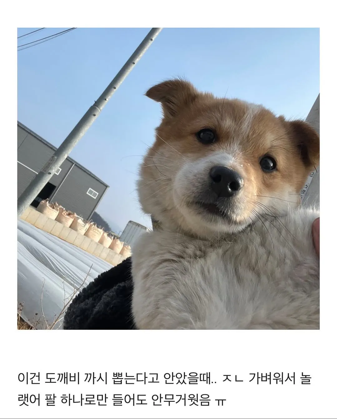 할머니집 시골 강아지랑 산책가기.jpg