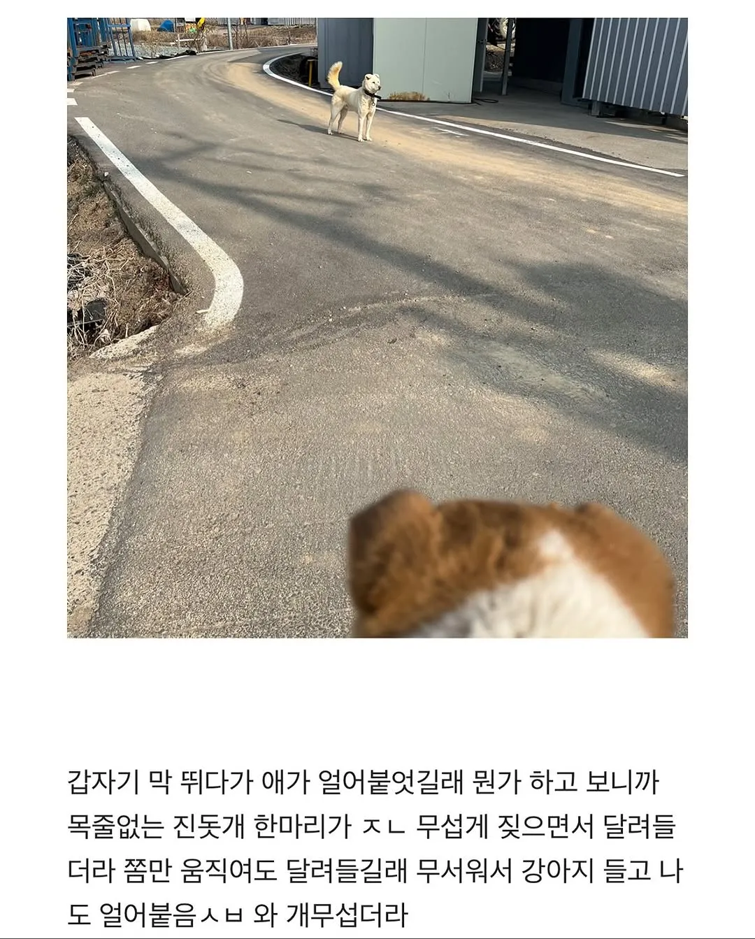 할머니집 시골 강아지랑 산책가기.jpg