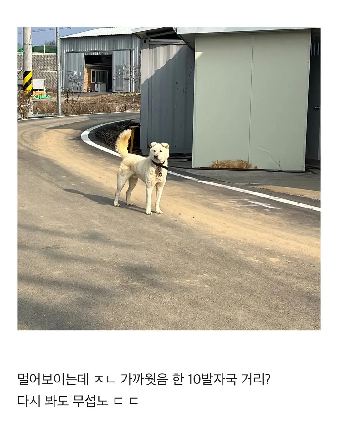 할머니집 시골 강아지랑 산책가기.jpg