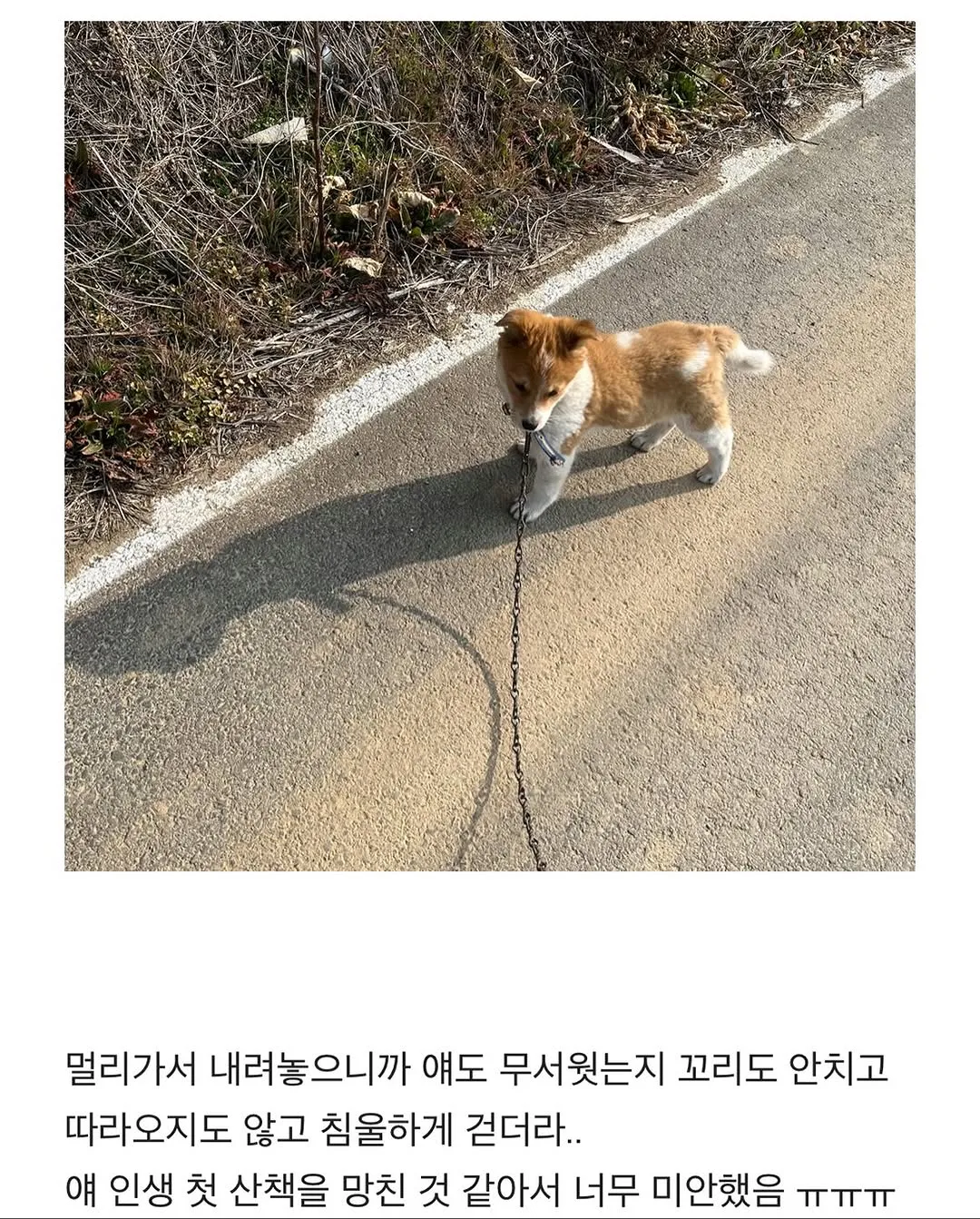 할머니집 시골 강아지랑 산책가기.jpg