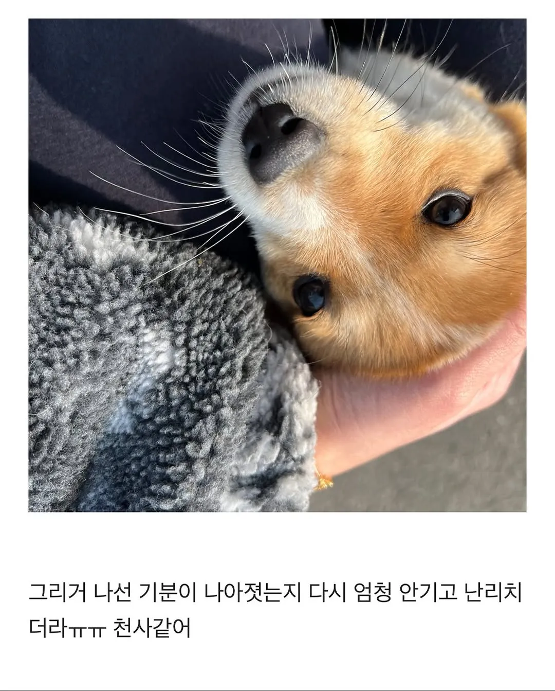 할머니집 시골 강아지랑 산책가기.jpg