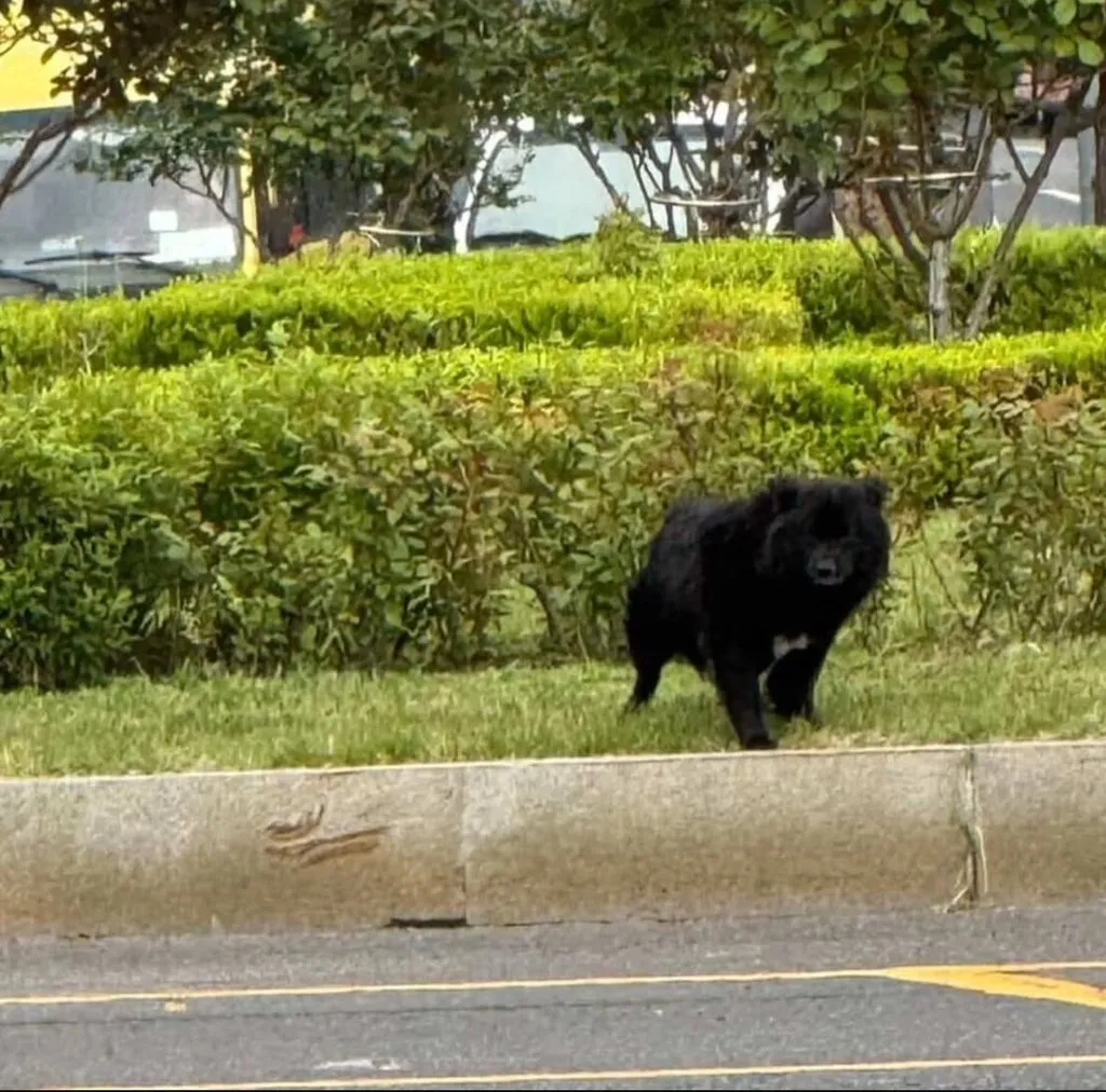 울산에 까지 나타났다는 반달가슴곰.jpg