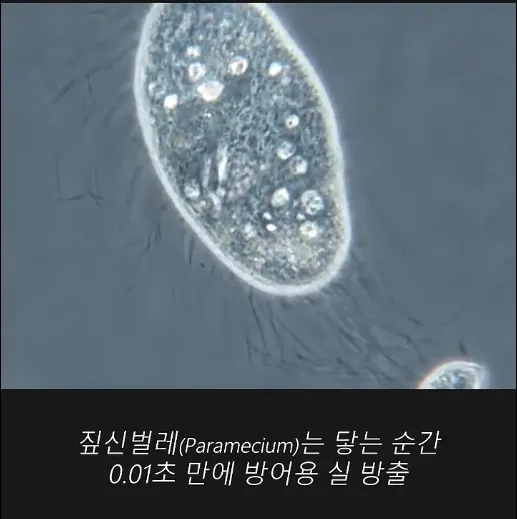 현미경으로 봐야 보이는 짚신 벌레의 능력
