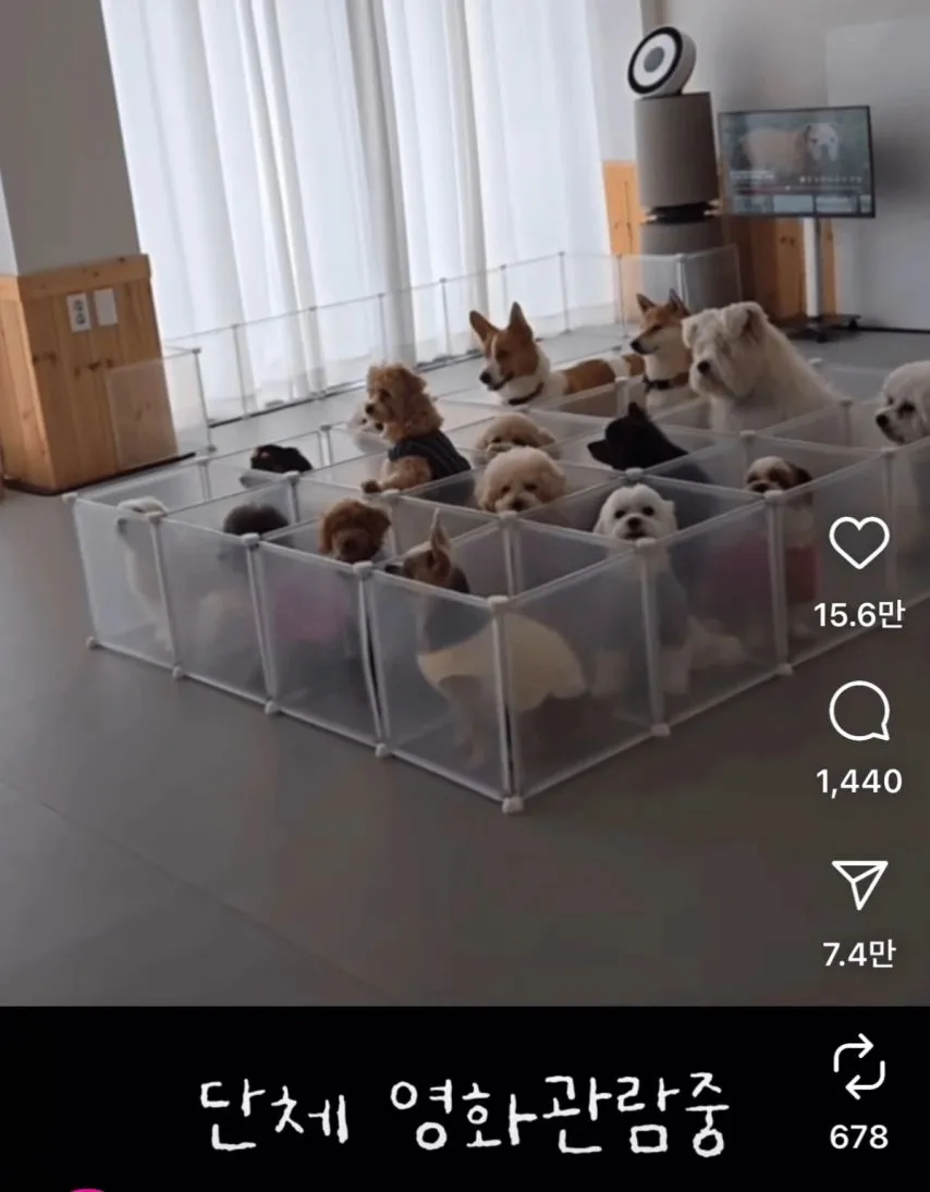 요즘 애견유치원 근황.