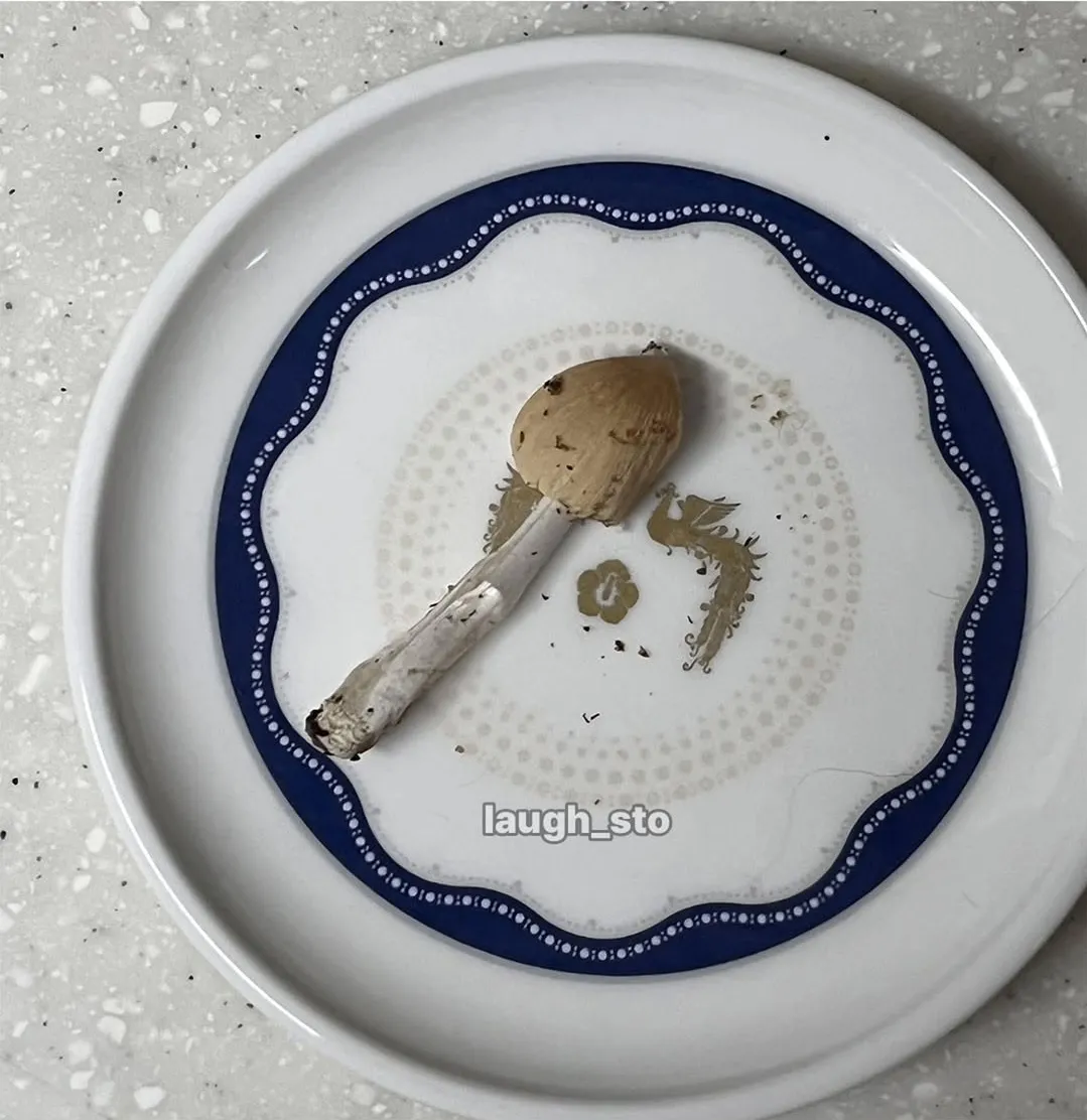 정체불명의 버섯을 먹어본 디시인.jpg