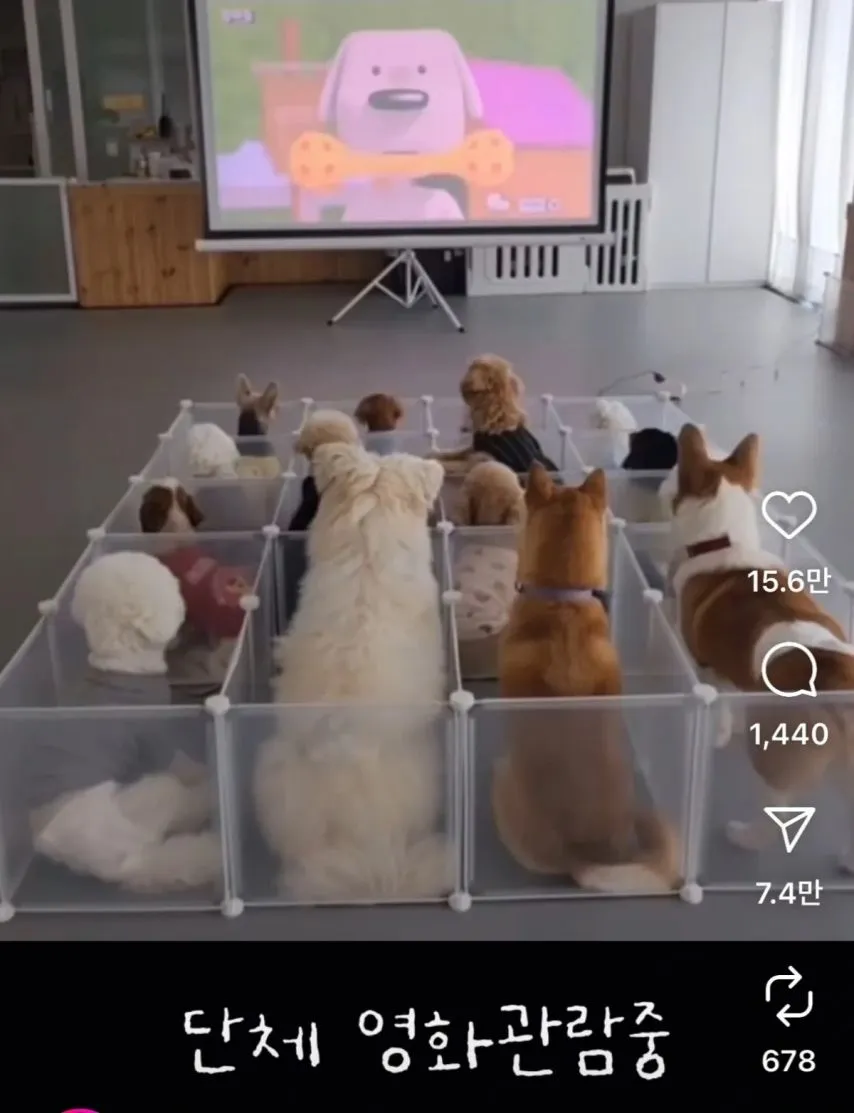 요즘 애견유치원 근황.