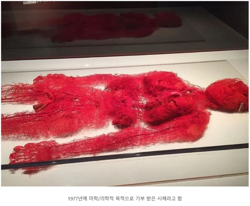 실제 사람의 핏줄 분포.