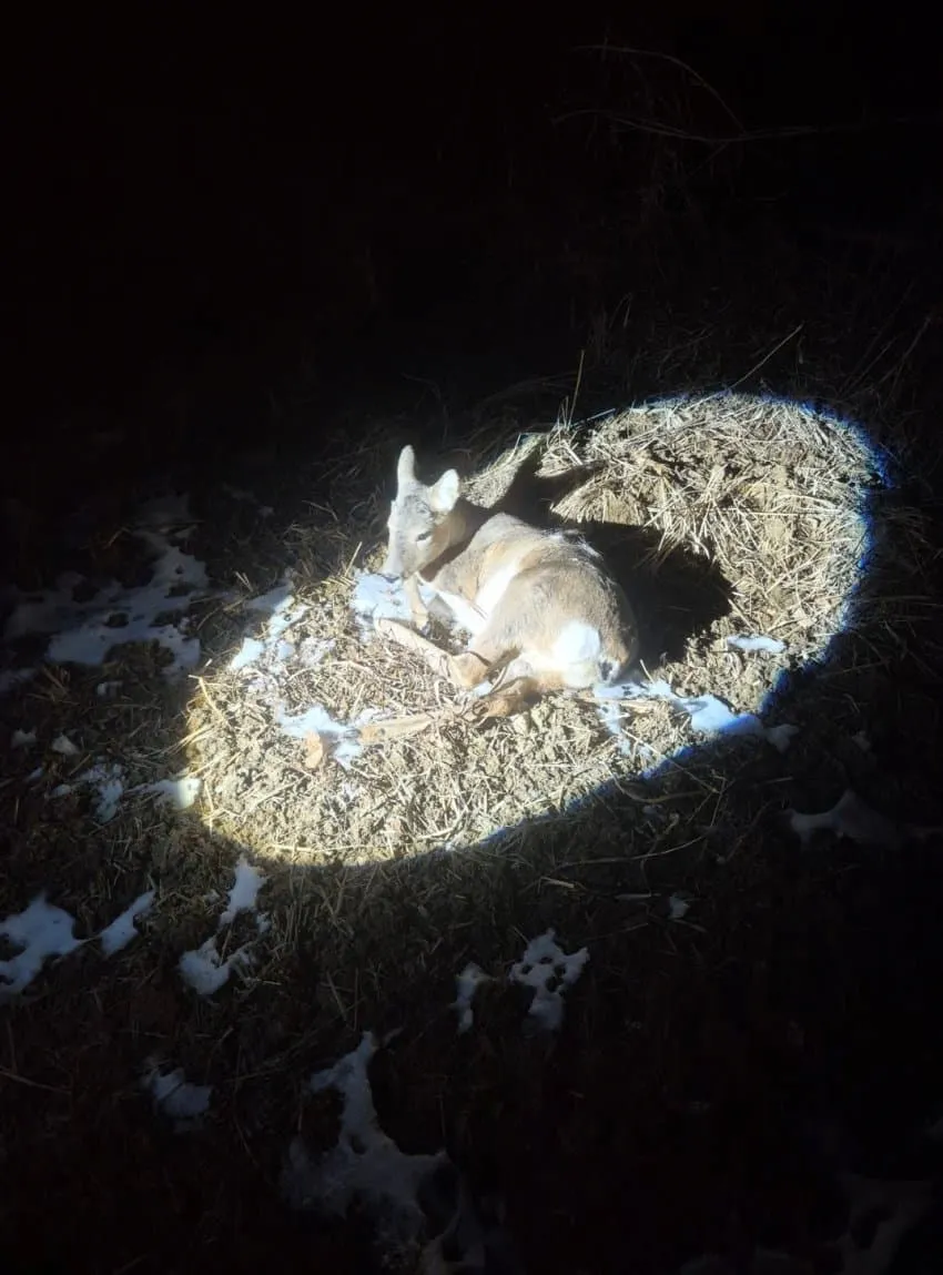 새해 초부터 고라니와 교통사고 난 디씨인.jpg
