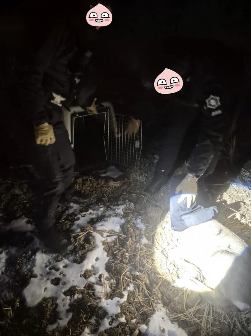 새해 초부터 고라니와 교통사고 난 디씨인.jpg