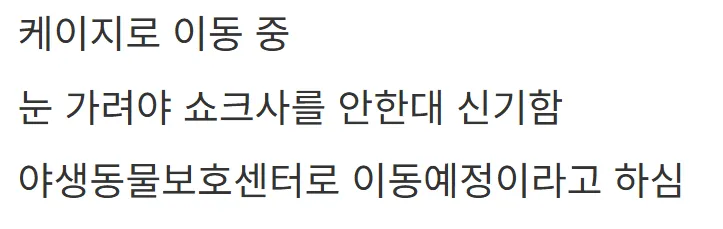 새해 초부터 고라니와 교통사고 난 디씨인.jpg
