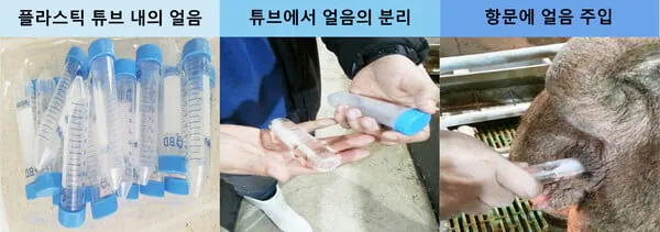 약혐?) 돼지 양식장에서 여름에 하는 것