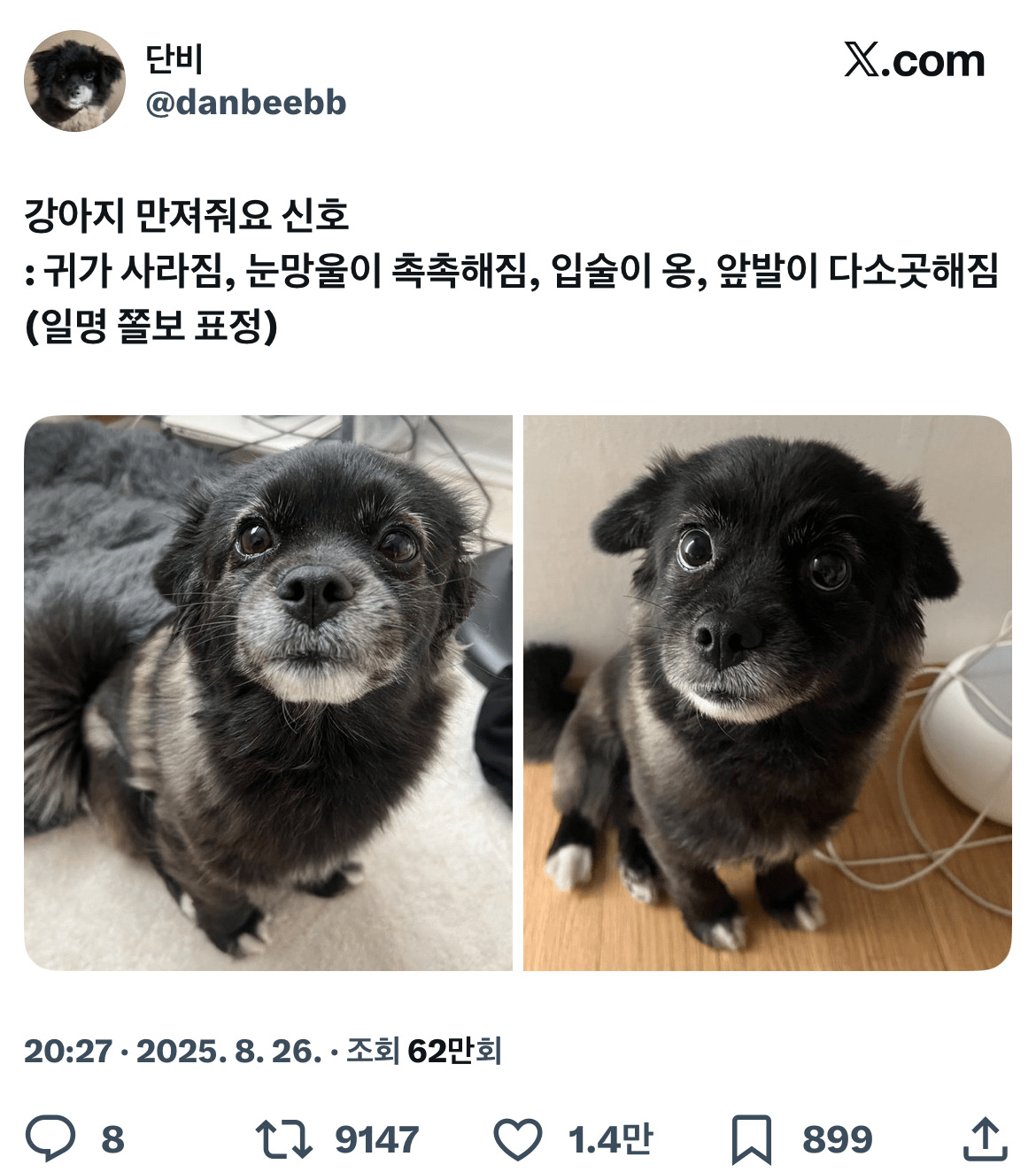 강아지의 만져줘요 신호