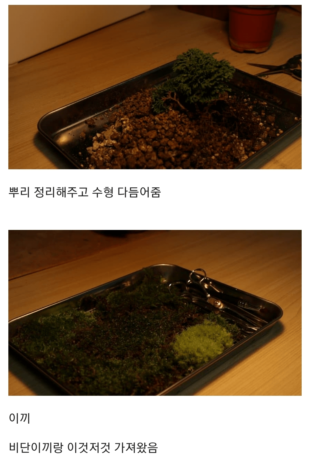 공중부양 라퓨타 화분을 만든 식갤러.jpg