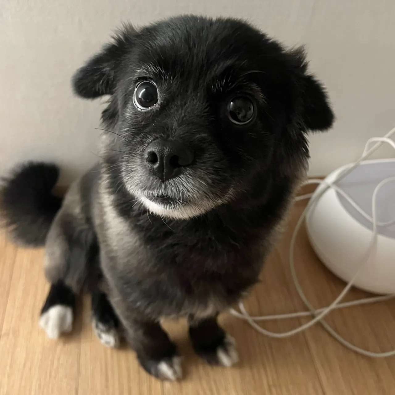 강아지의 만져줘요 신호
