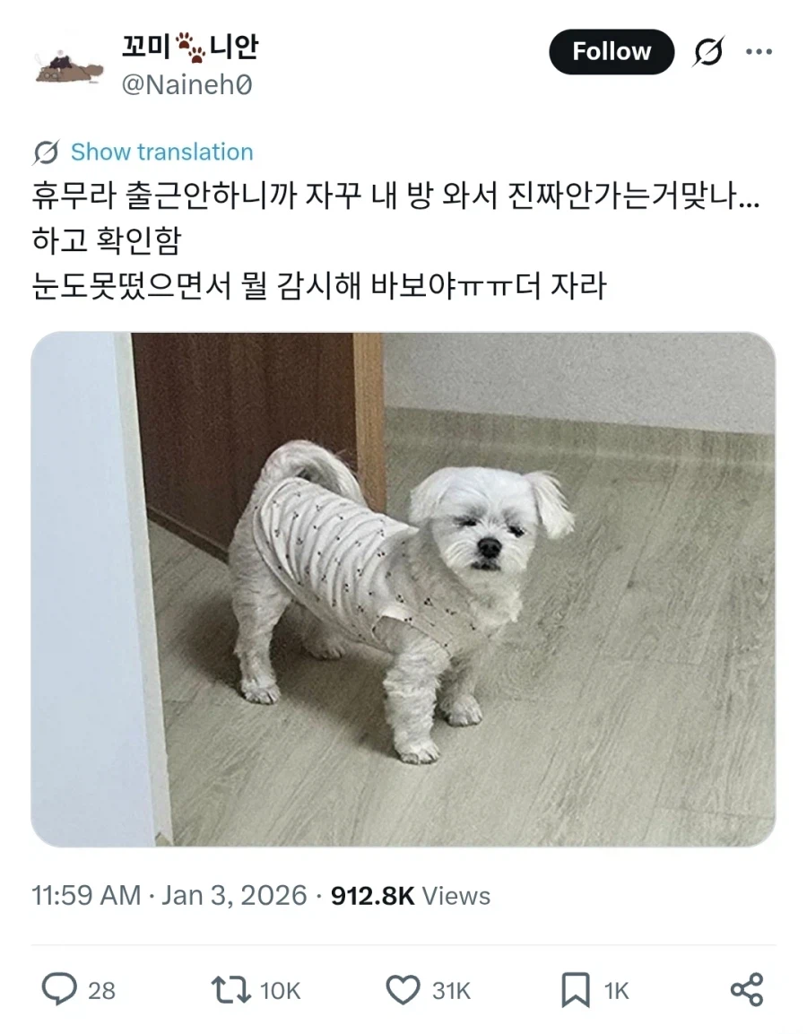 진짜 출근 안하는거 맞는지 확인하는 강아지