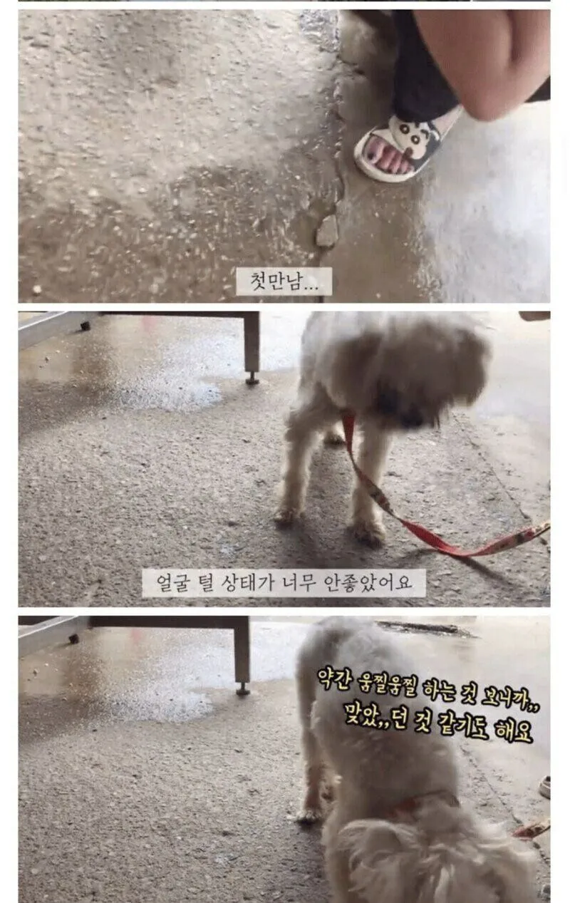 안락사 대상인 유기견