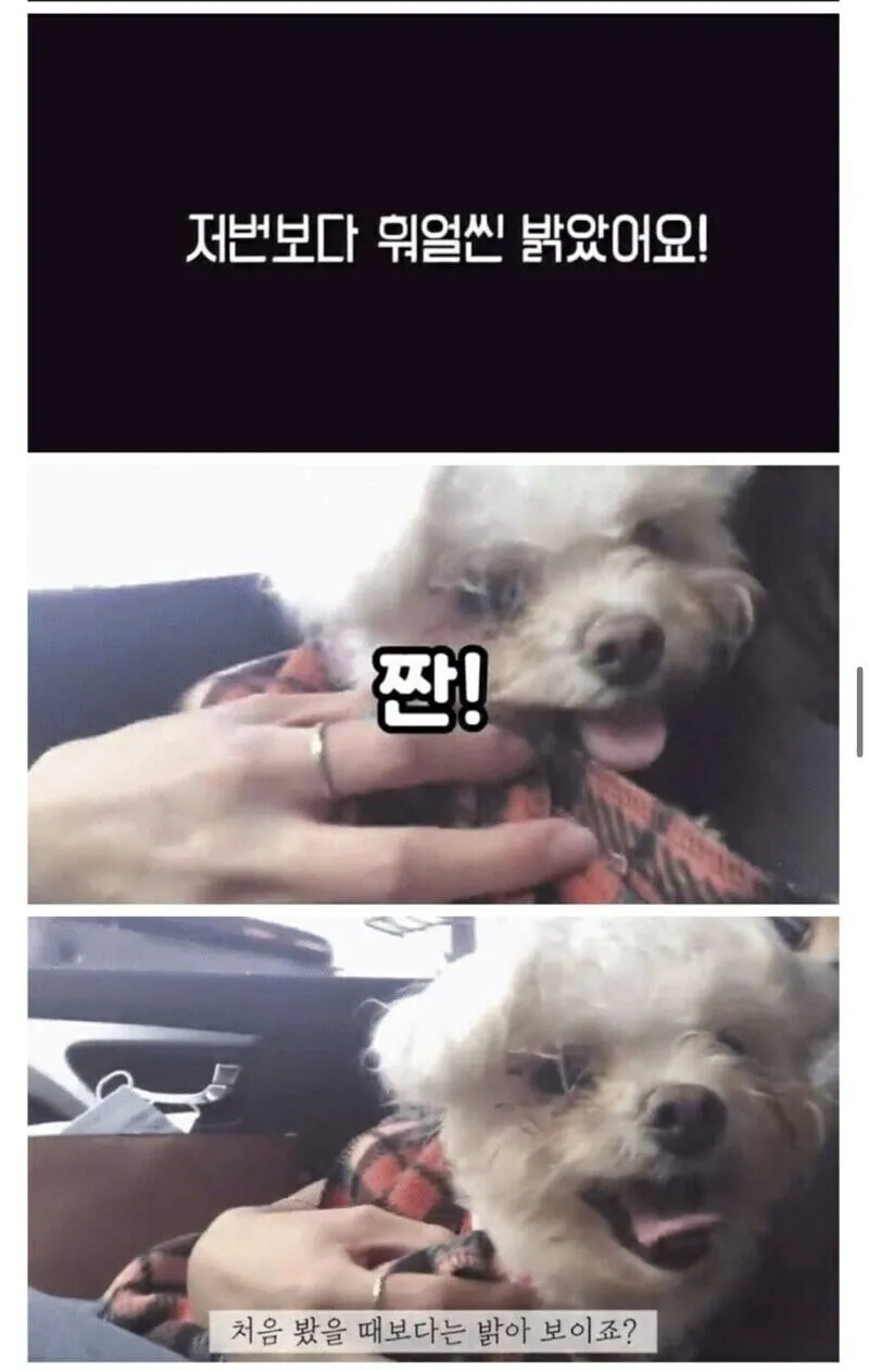 안락사 대상인 유기견