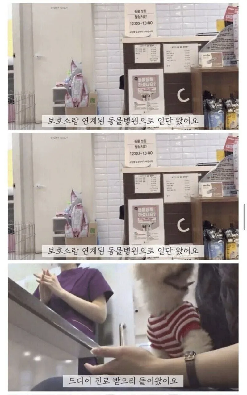 안락사 대상인 유기견