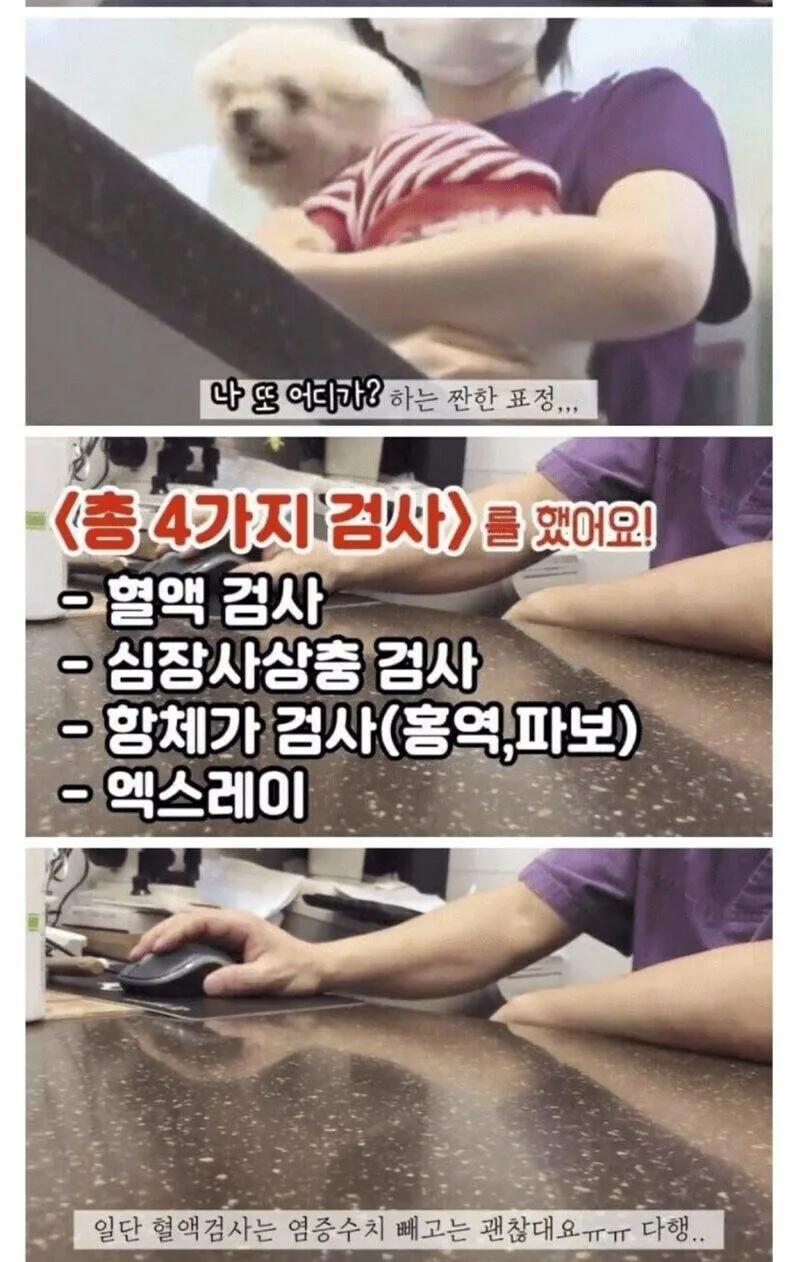 안락사 대상인 유기견