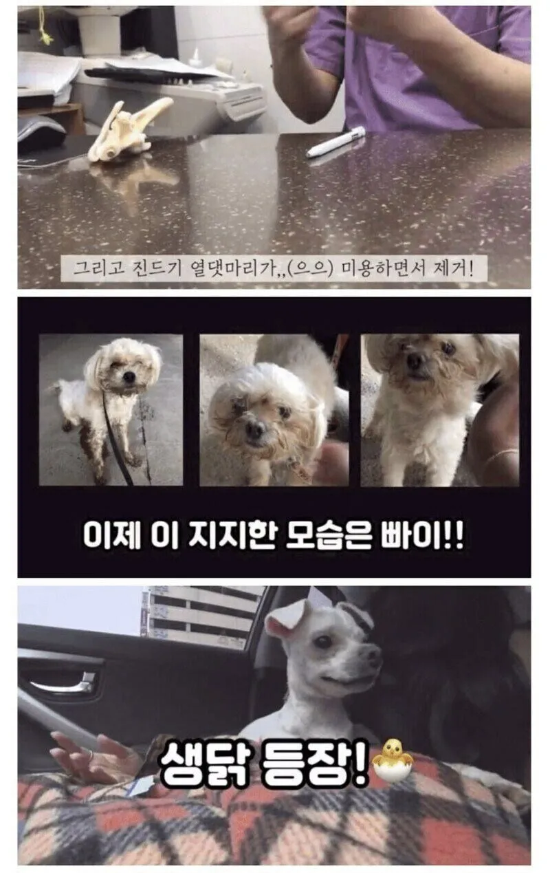 안락사 대상인 유기견